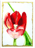 Ember in Bloom 5x7 art print featuring an expressive red tulip with green stems and a hand-painted gold border