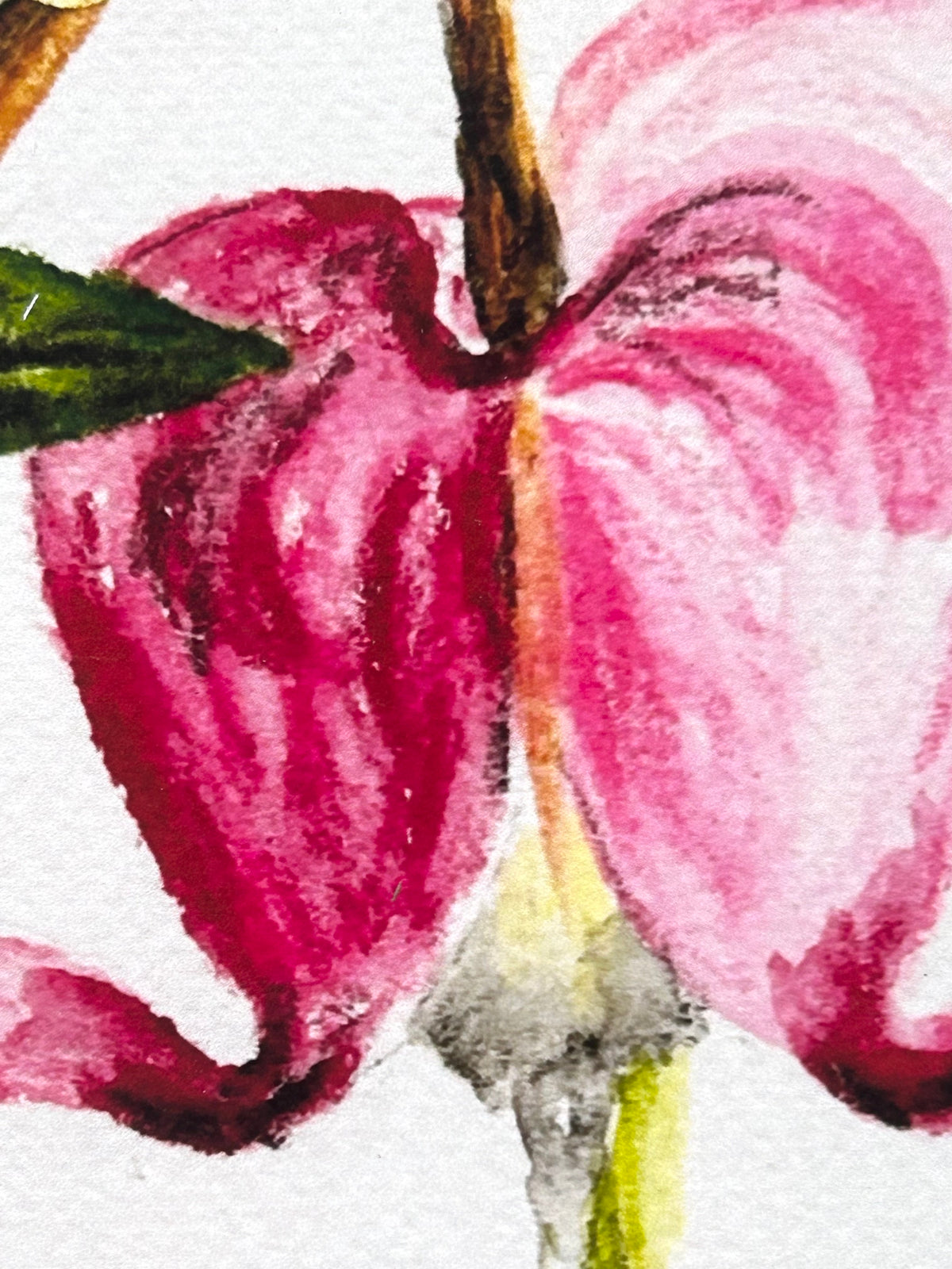 Close-up of Kindred Hearts art print showing the layered pink and magenta details of a bleeding heart flower
